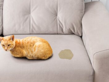 Cat urine stain on chair